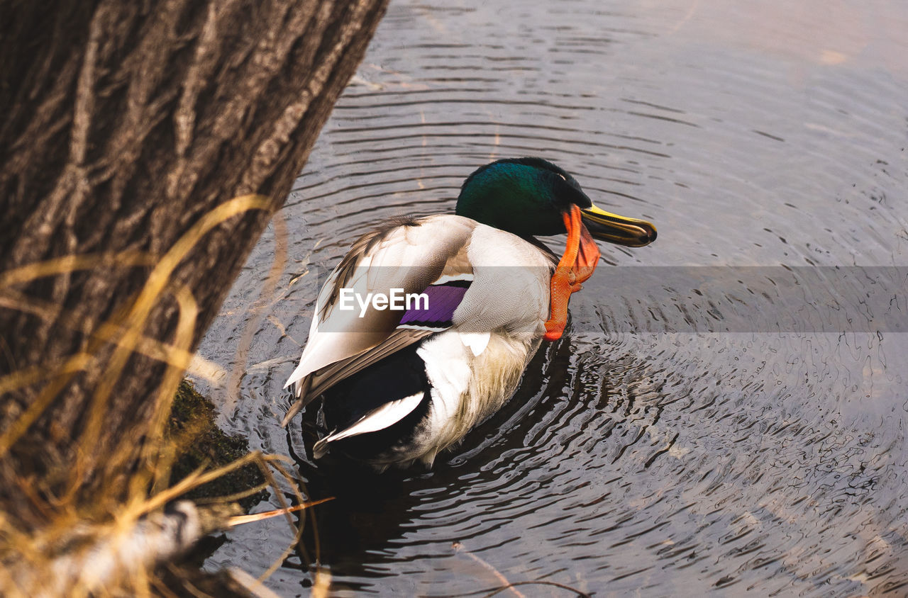 duck, bird, ducks, geese and swans, mallard, water bird, water, animal wildlife, animal themes, animal, wildlife, nature, poultry, lake, swimming, day, mallard duck, beak, one animal, outdoors, reflection, no people, high angle view