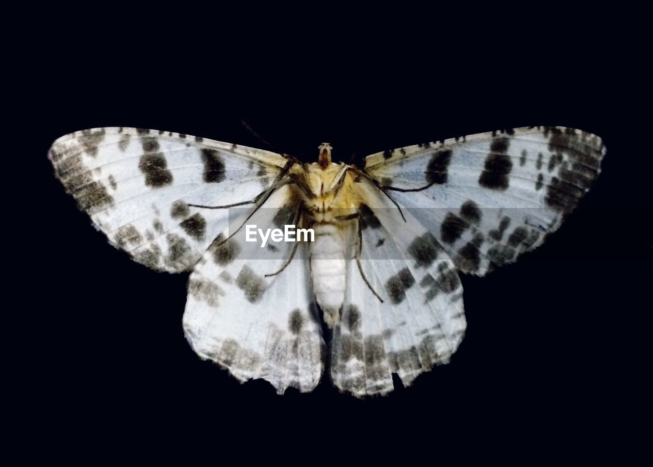 Close-up of dead white moth against black background