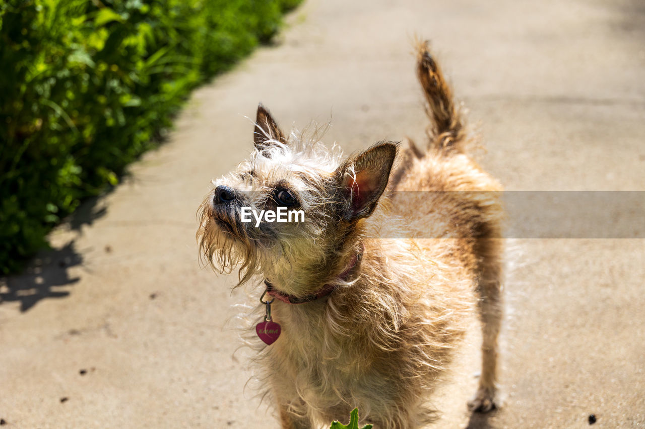 Dogs standing on pathway