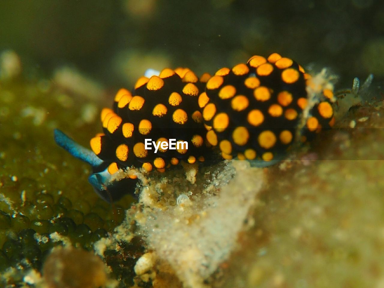 CLOSE-UP OF CRAB ON SEA