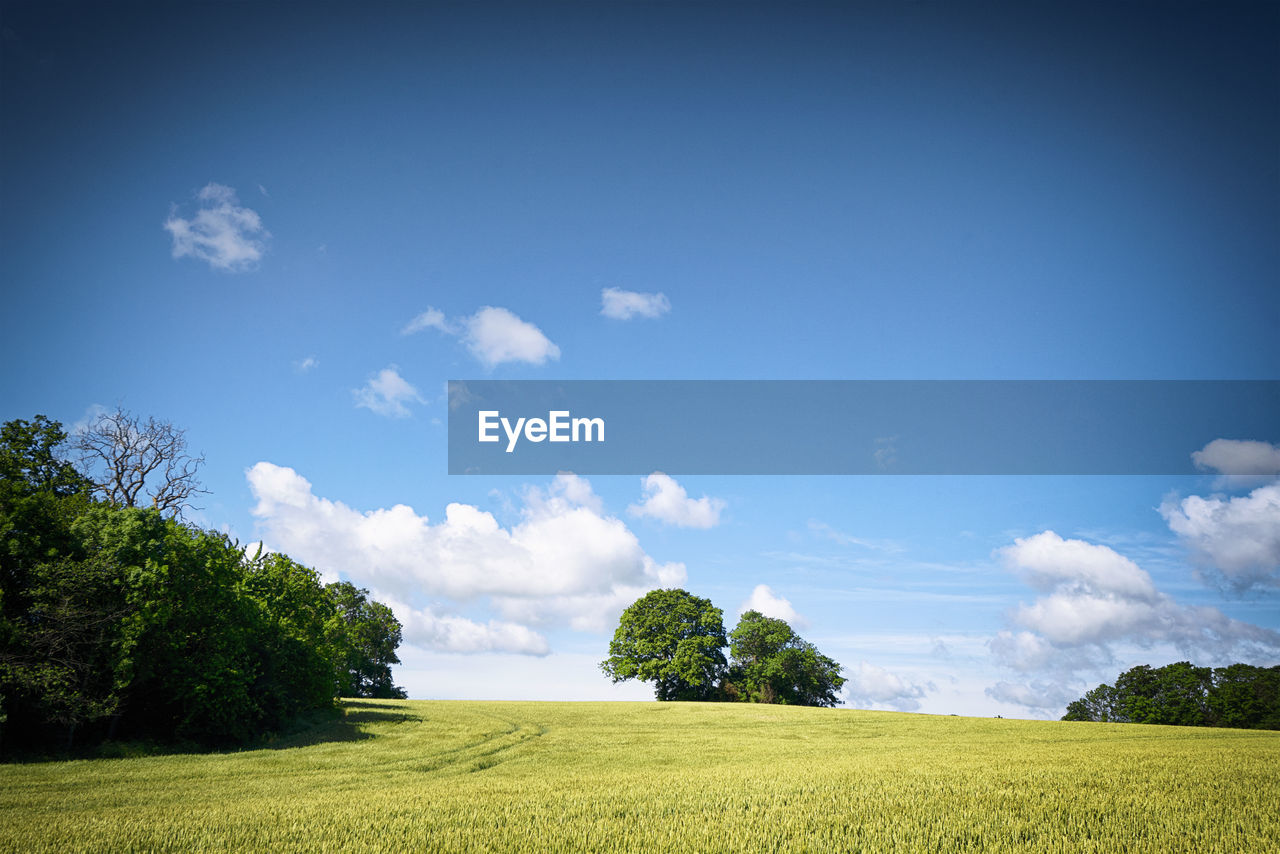 SCENIC VIEW OF TREES AGAINST SKY