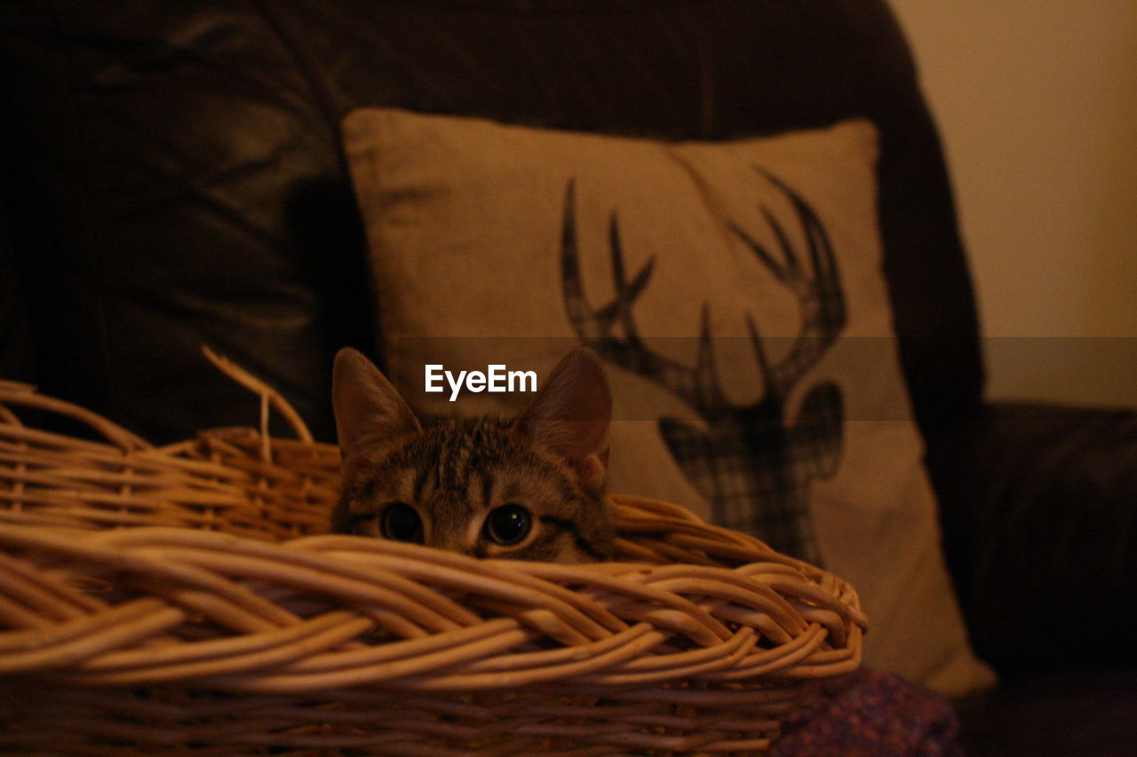 Close-up portrait of cat sitting at home