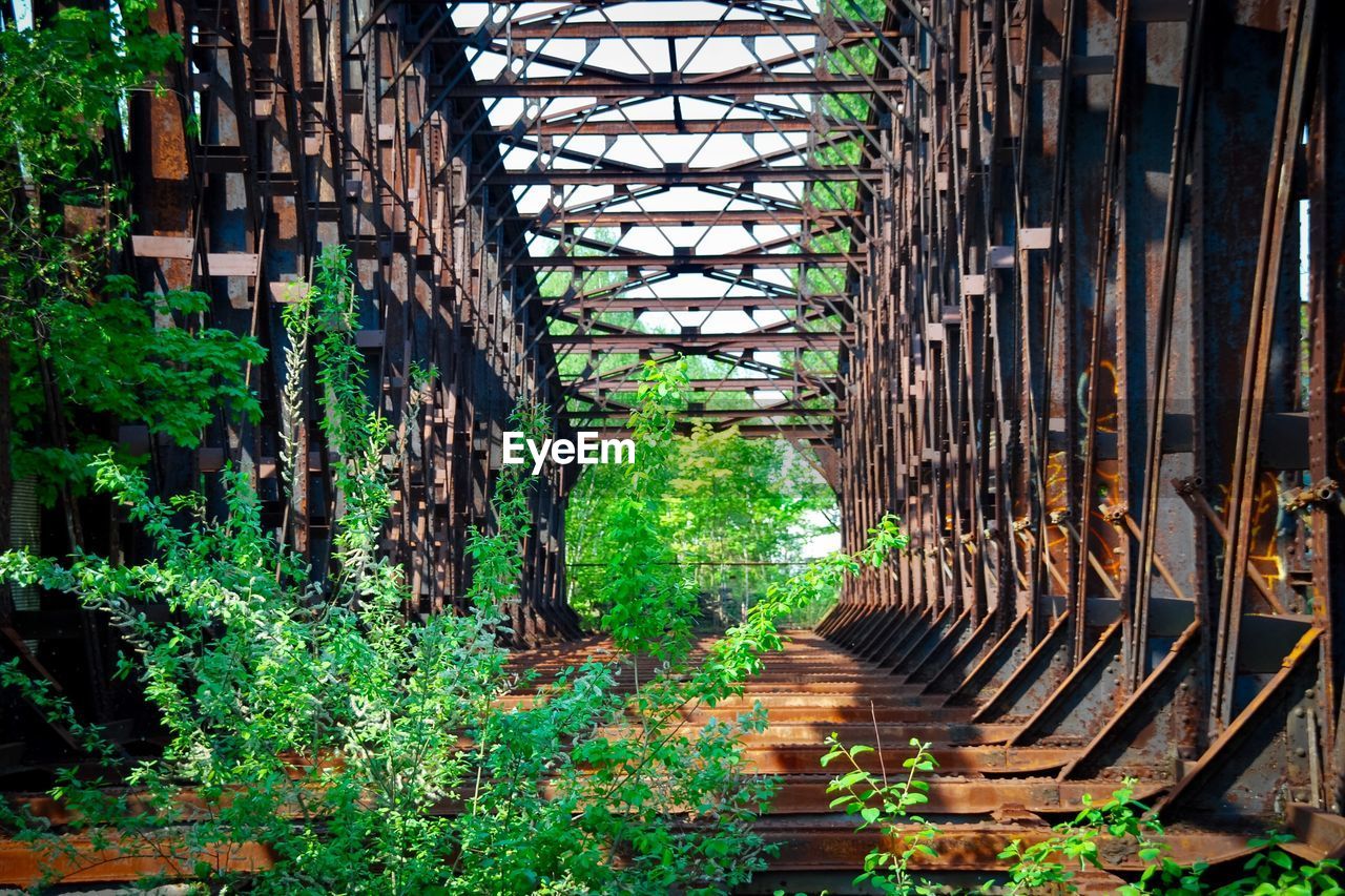 OLD BRIDGE AMIDST TREES