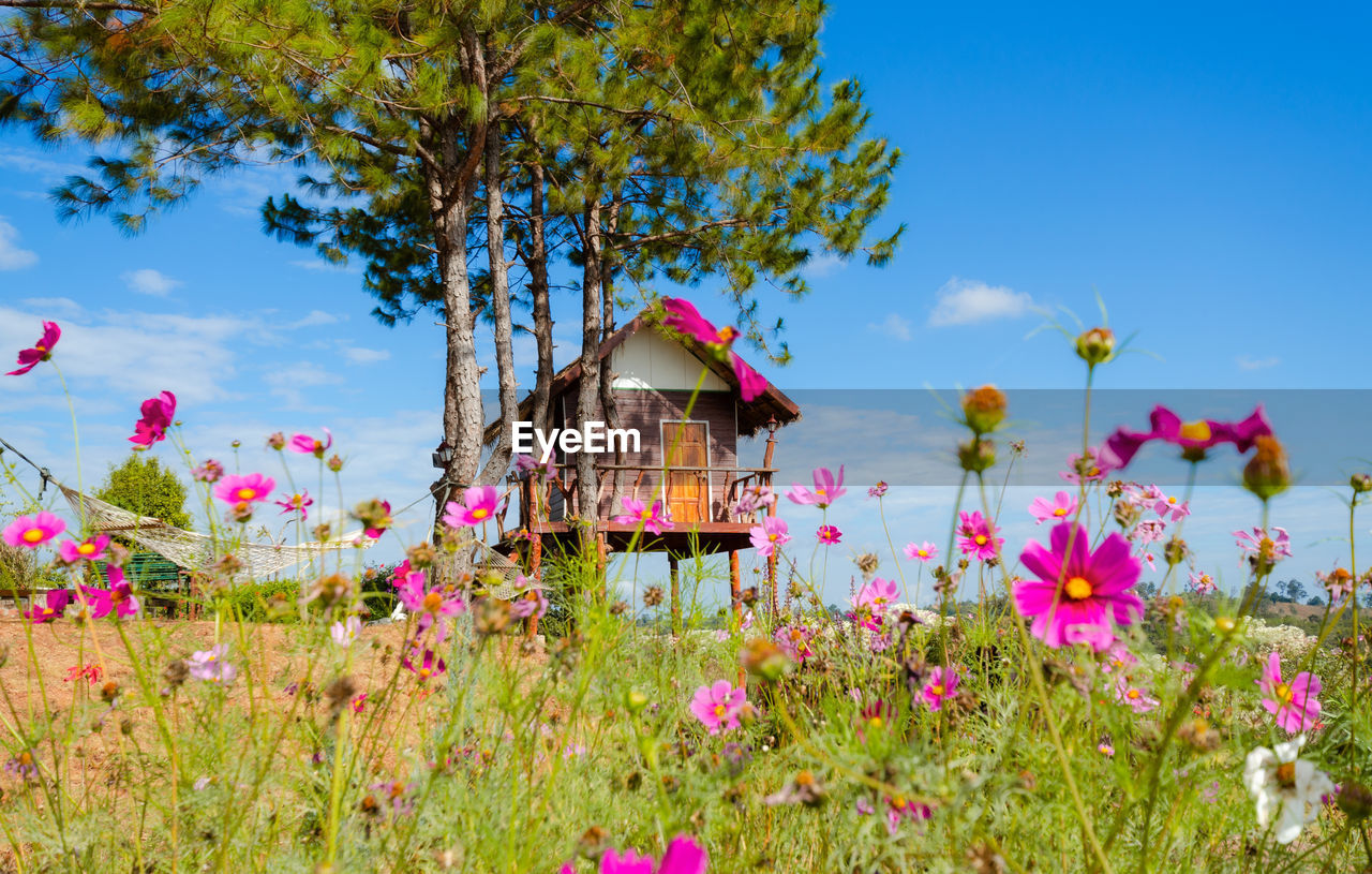 PINK FLOWERING PLANTS ON LAND AGAINST SKY