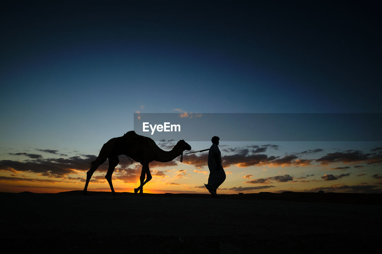 Silhouette people with a camel at sunset