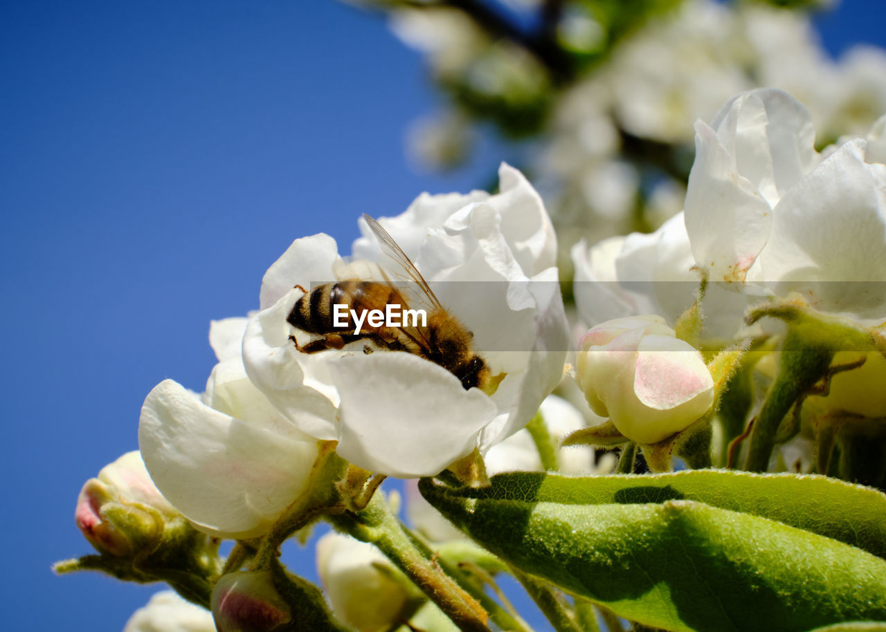 Close-up of bee pollinating on flower