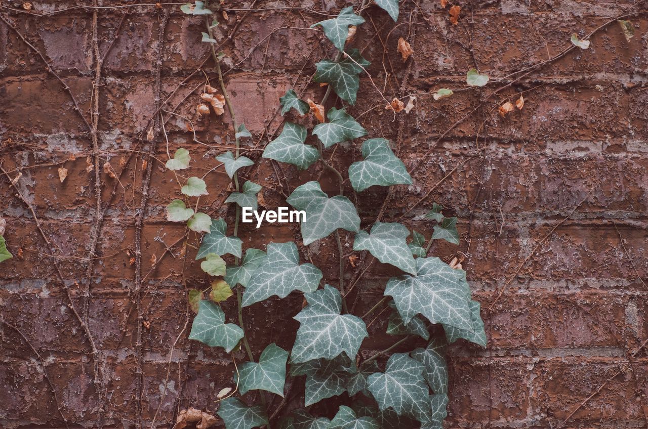 CLOSE-UP OF IVY GROWING ON WALL
