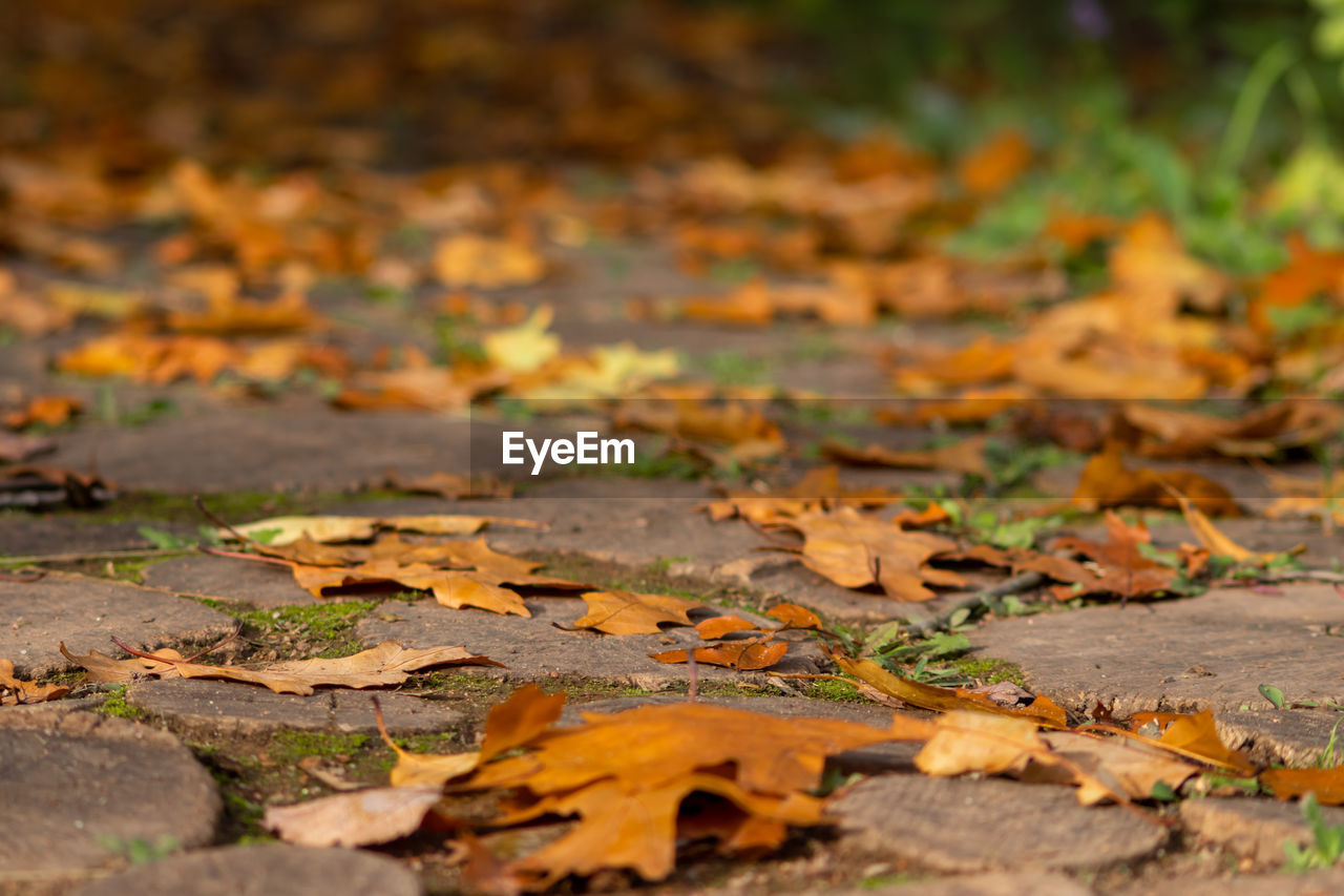 CLOSE-UP OF MAPLE LEAVES ON FOOTPATH