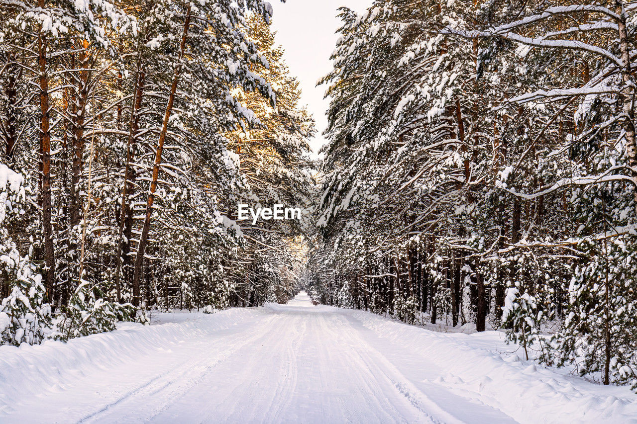 snow, winter, cold temperature, tree, plant, nature, road, transportation, the way forward, environment, scenics - nature, beauty in nature, landscape, land, white, no people, forest, diminishing perspective, non-urban scene, snowing, coniferous tree, frozen, pine tree, pinaceae, travel, tranquility, tranquil scene, freezing, day, outdoors, vanishing point, pine woodland, sky, frost, extreme weather, travel destinations, winter storm, mountain, journey, blizzard, woodland