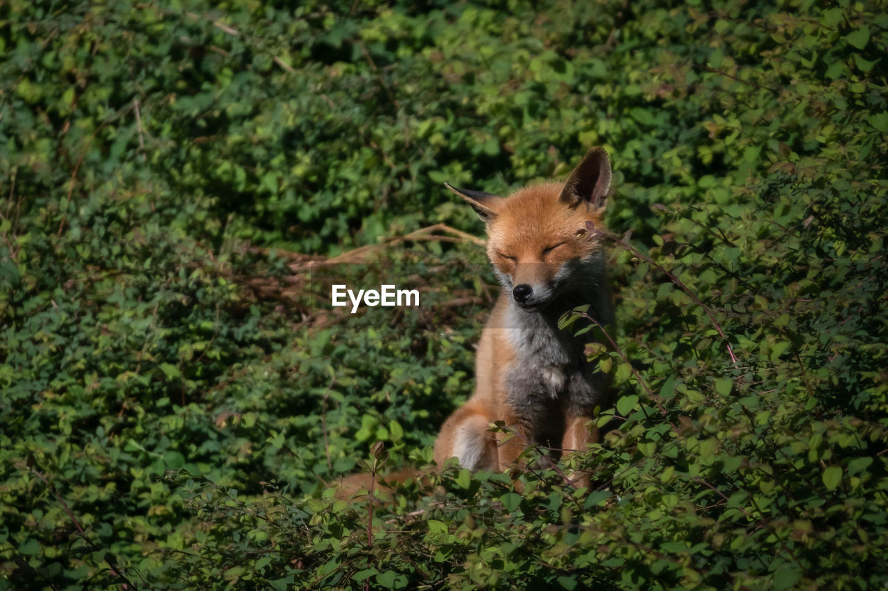 Red fox in foliage