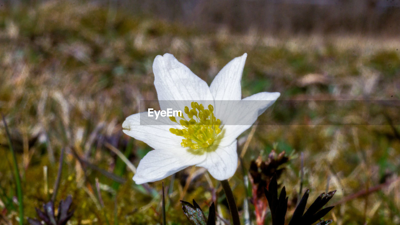 CLOSE-UP OF WHITE CROCUS FLOWER