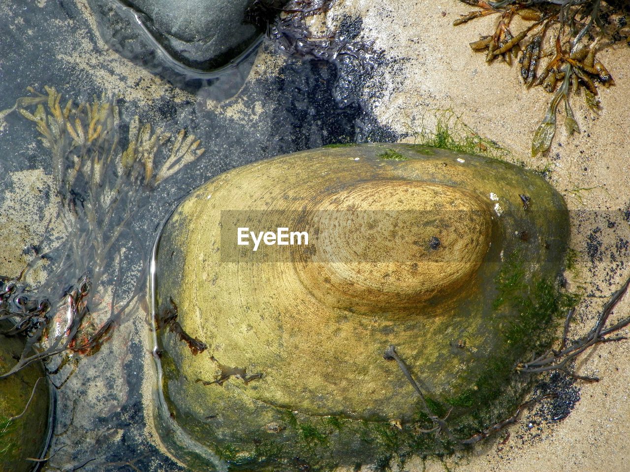 Close-up of stone on beach