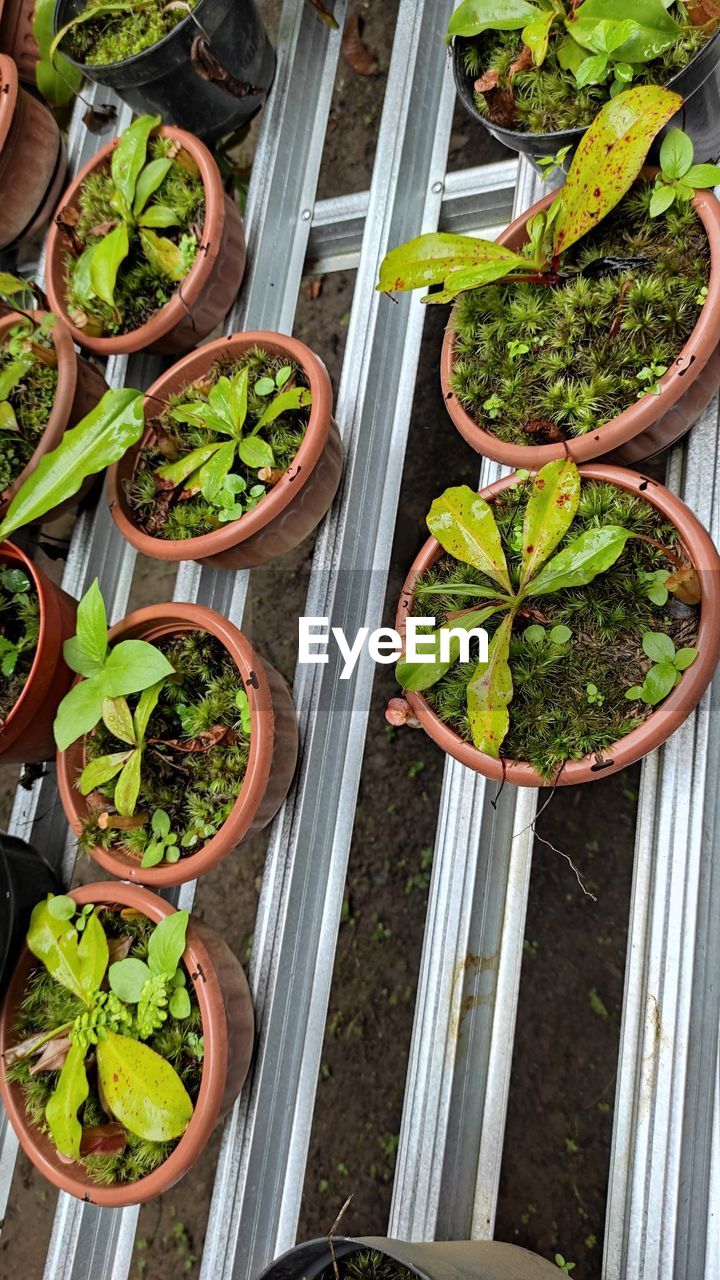 HIGH ANGLE VIEW OF PLANTS IN CONTAINER ON TABLE