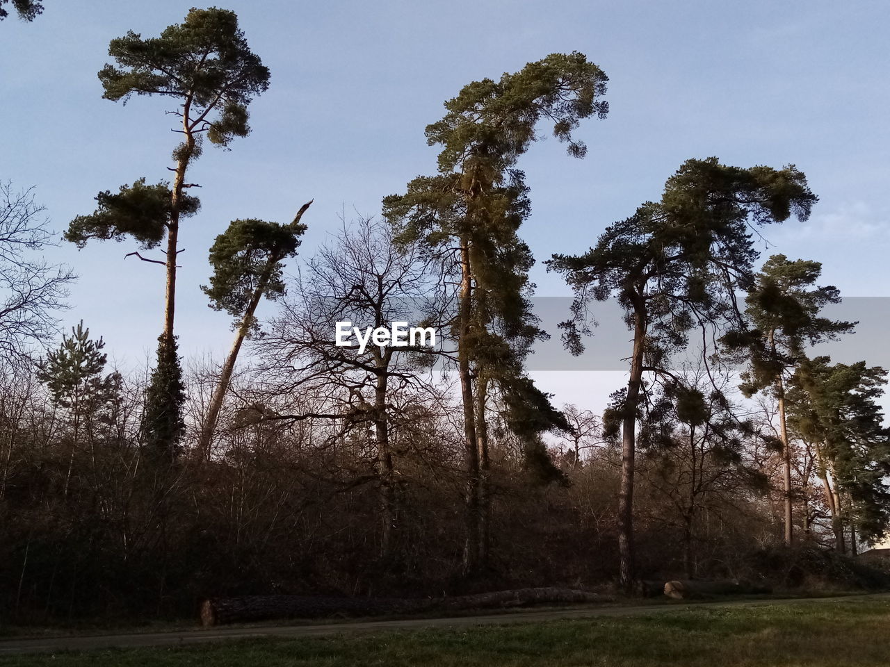 TREES IN FOREST AGAINST SKY