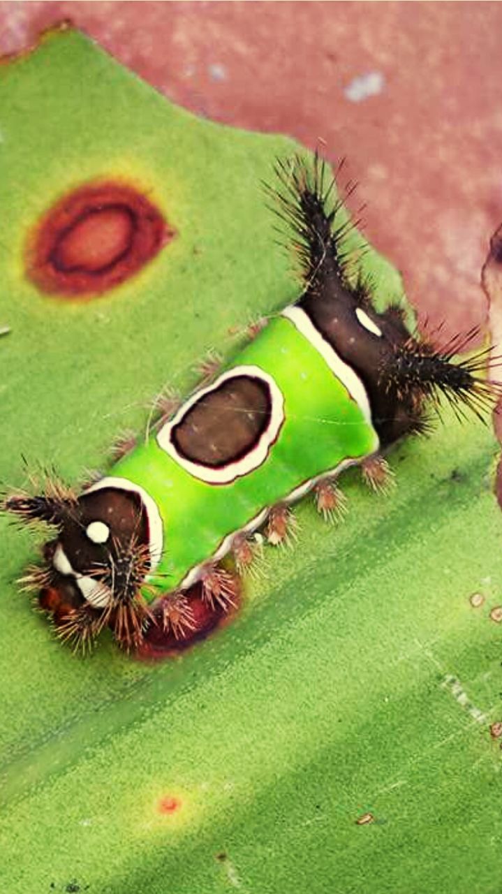 CLOSE-UP OF GREEN INSECT ON LEAF