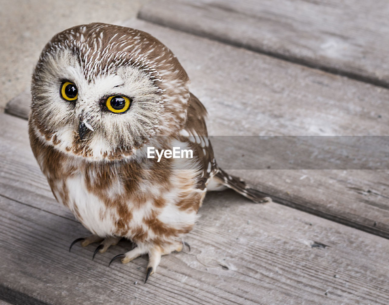 Close-up portrait of owl perching on wooden walkway