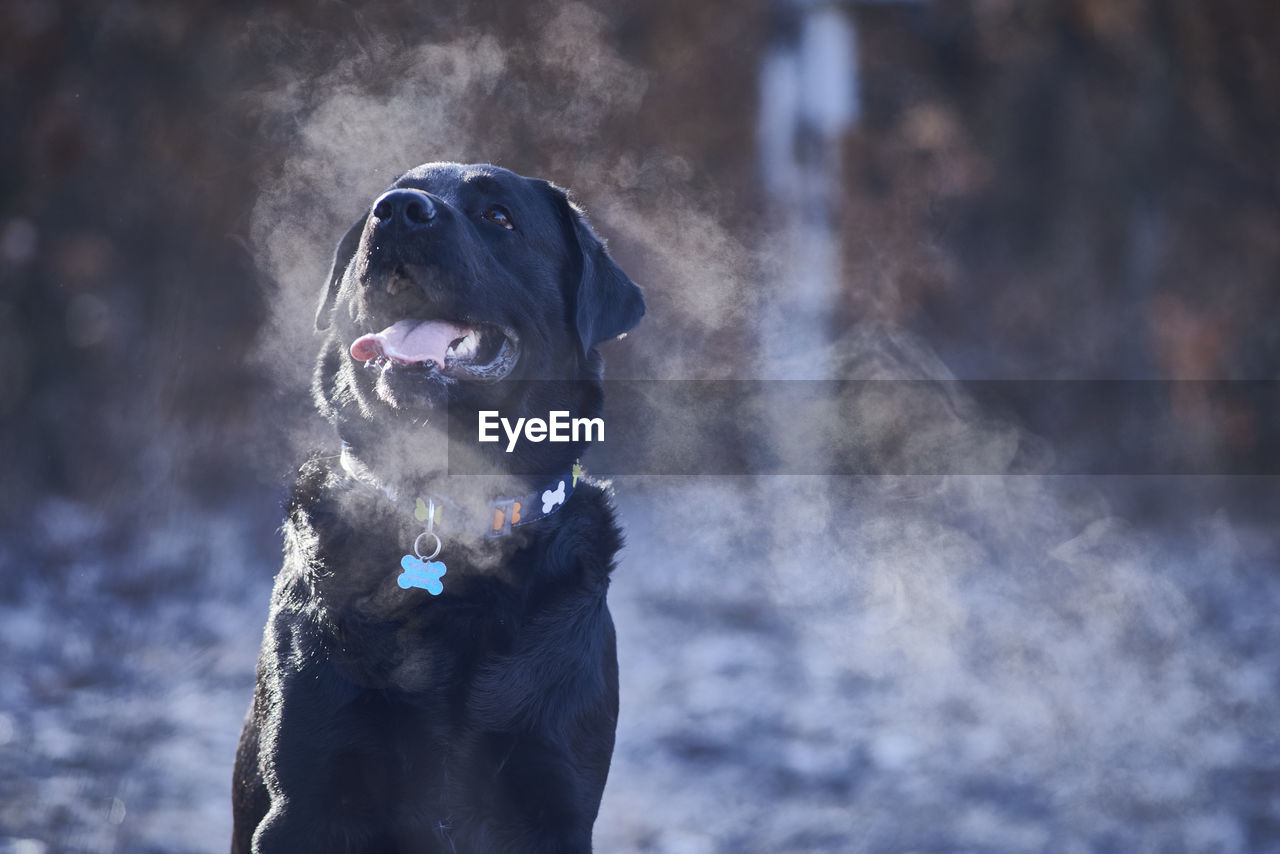 Black labrador retriever sticking out tongue