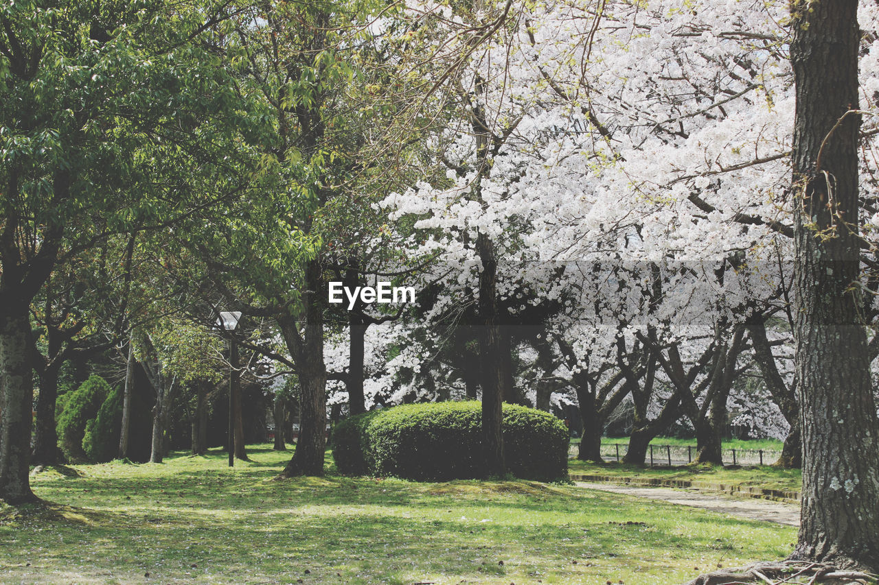 SCENIC VIEW OF TREES IN PARK