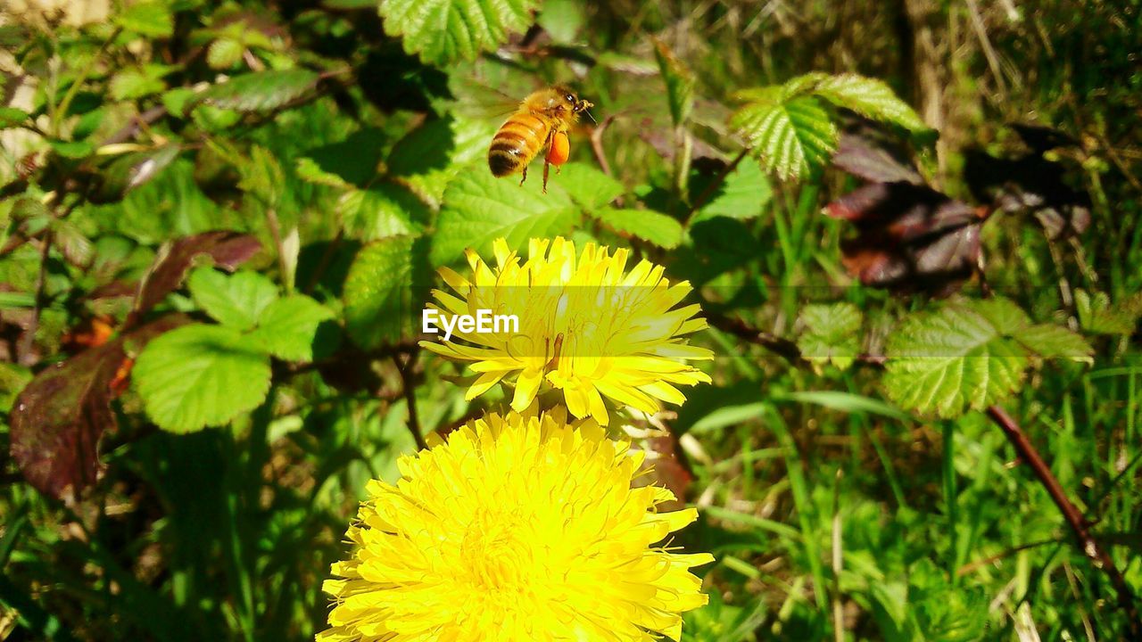 CLOSE-UP OF HONEY BEE ON YELLOW FLOWERS