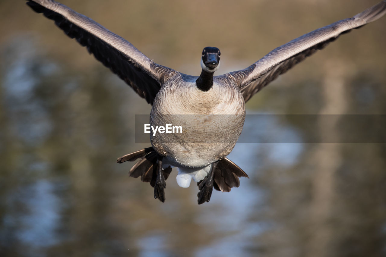 CLOSE-UP OF A BIRD FLYING OVER LAKE