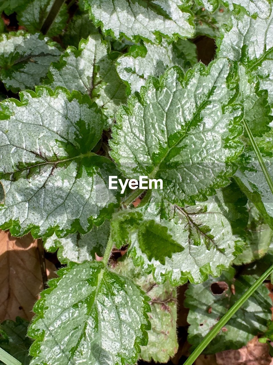 Close-up of leaves