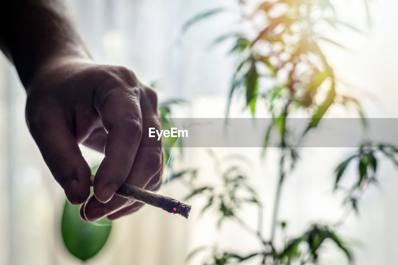 Cropped holding marijuana joint