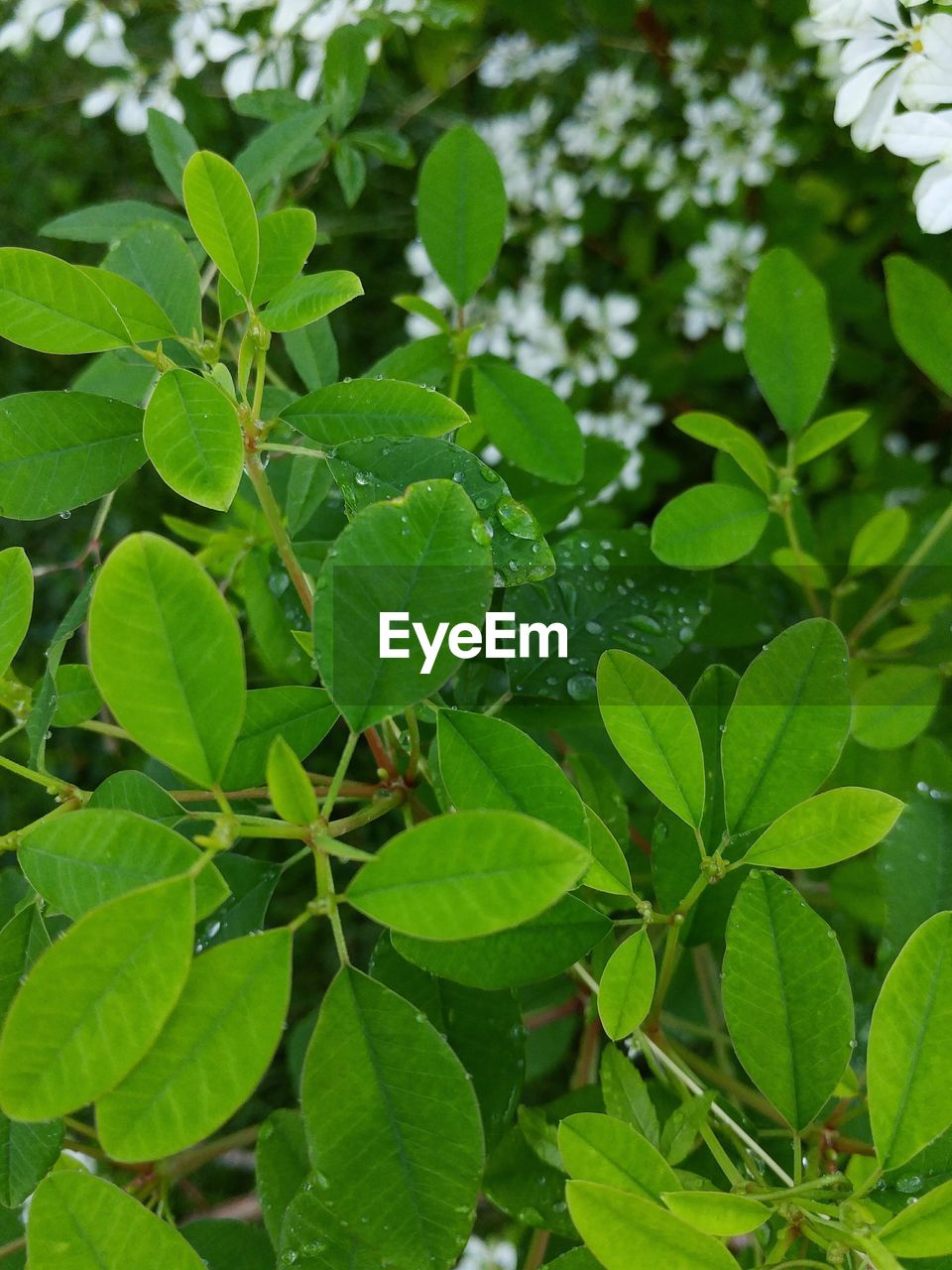 CLOSE-UP OF GREEN LEAVES