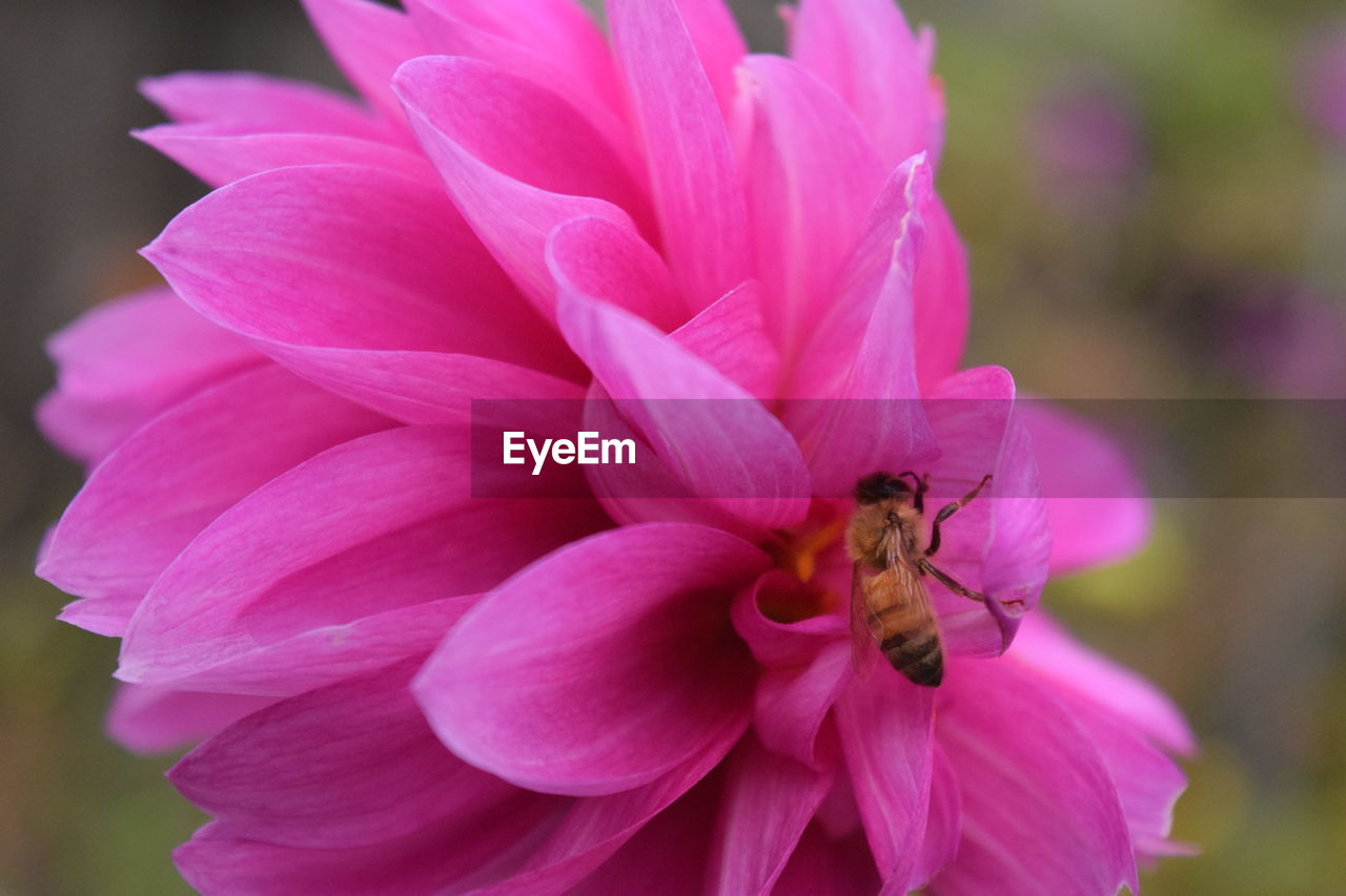 Close-up of bee on pink flower