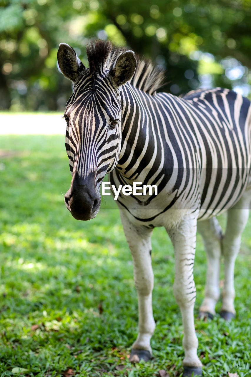 Zebra on field