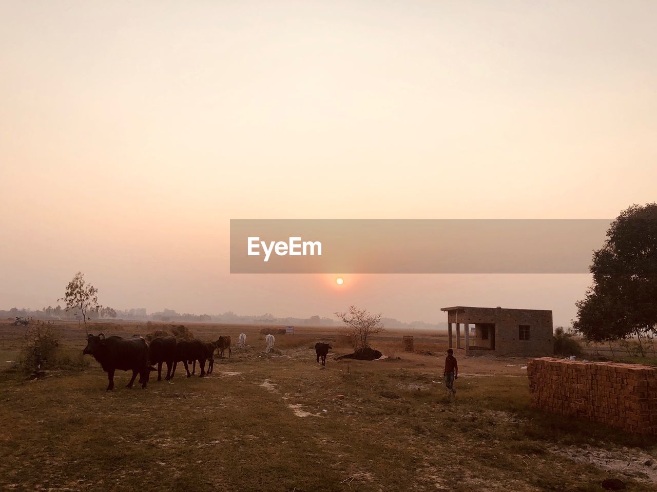 COWS GRAZING ON FIELD AGAINST SKY