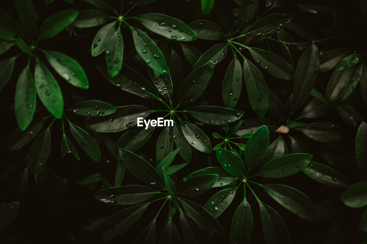 Close-up of wet leaves at night