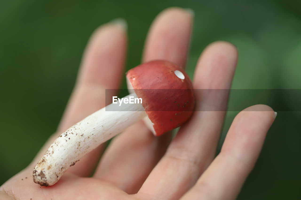 Close-up of hand holding mushroom 