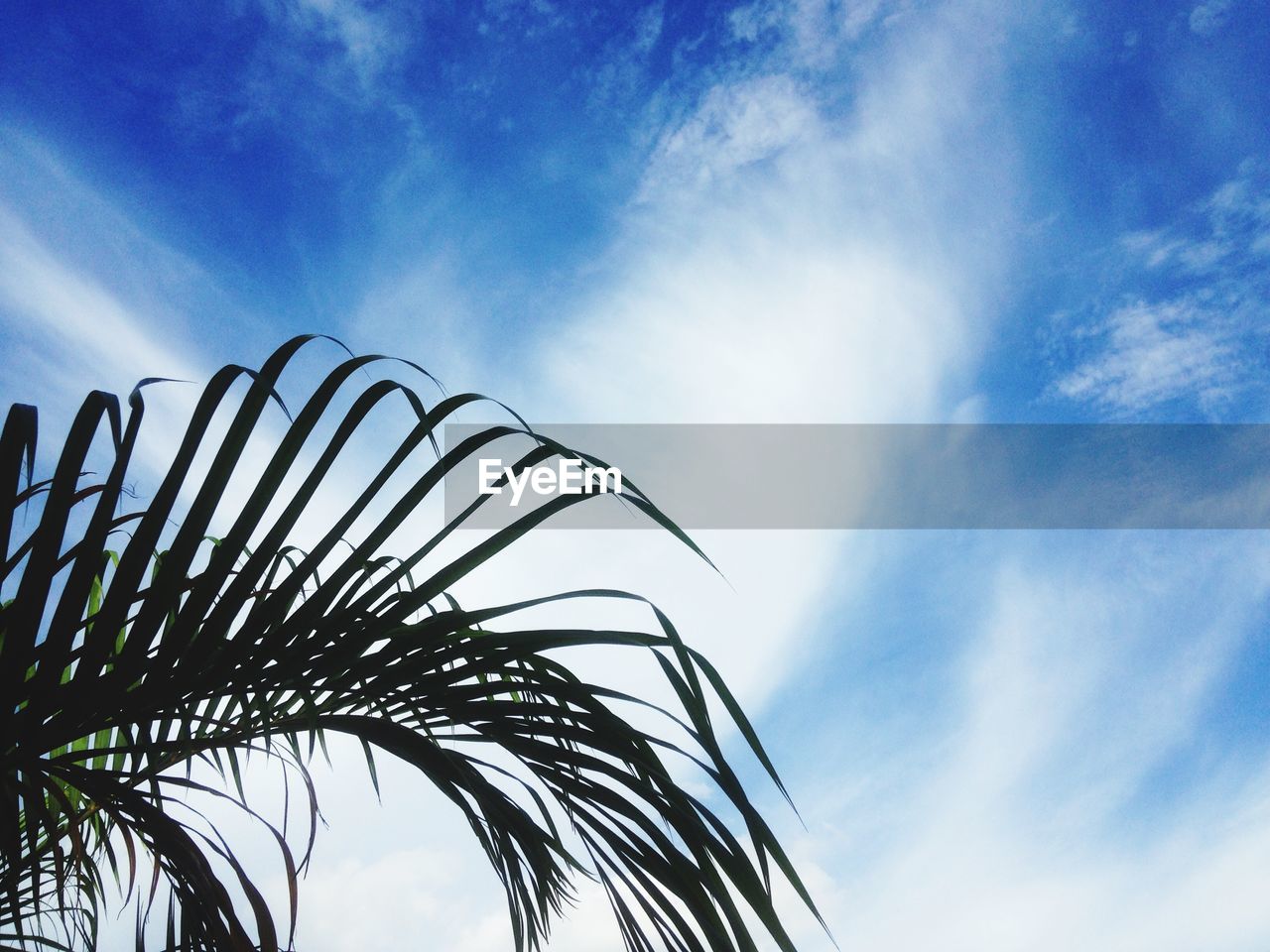 LOW ANGLE VIEW OF PALM LEAF AGAINST BLUE SKY