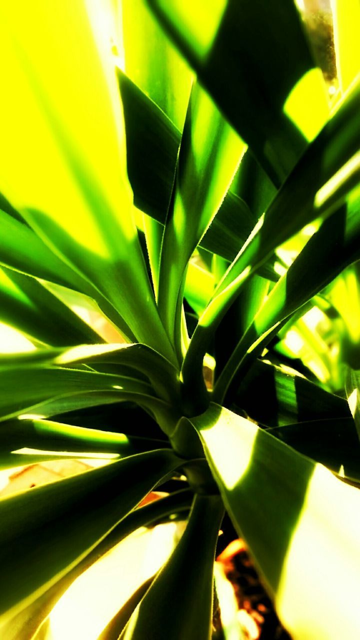 Close up of green plant