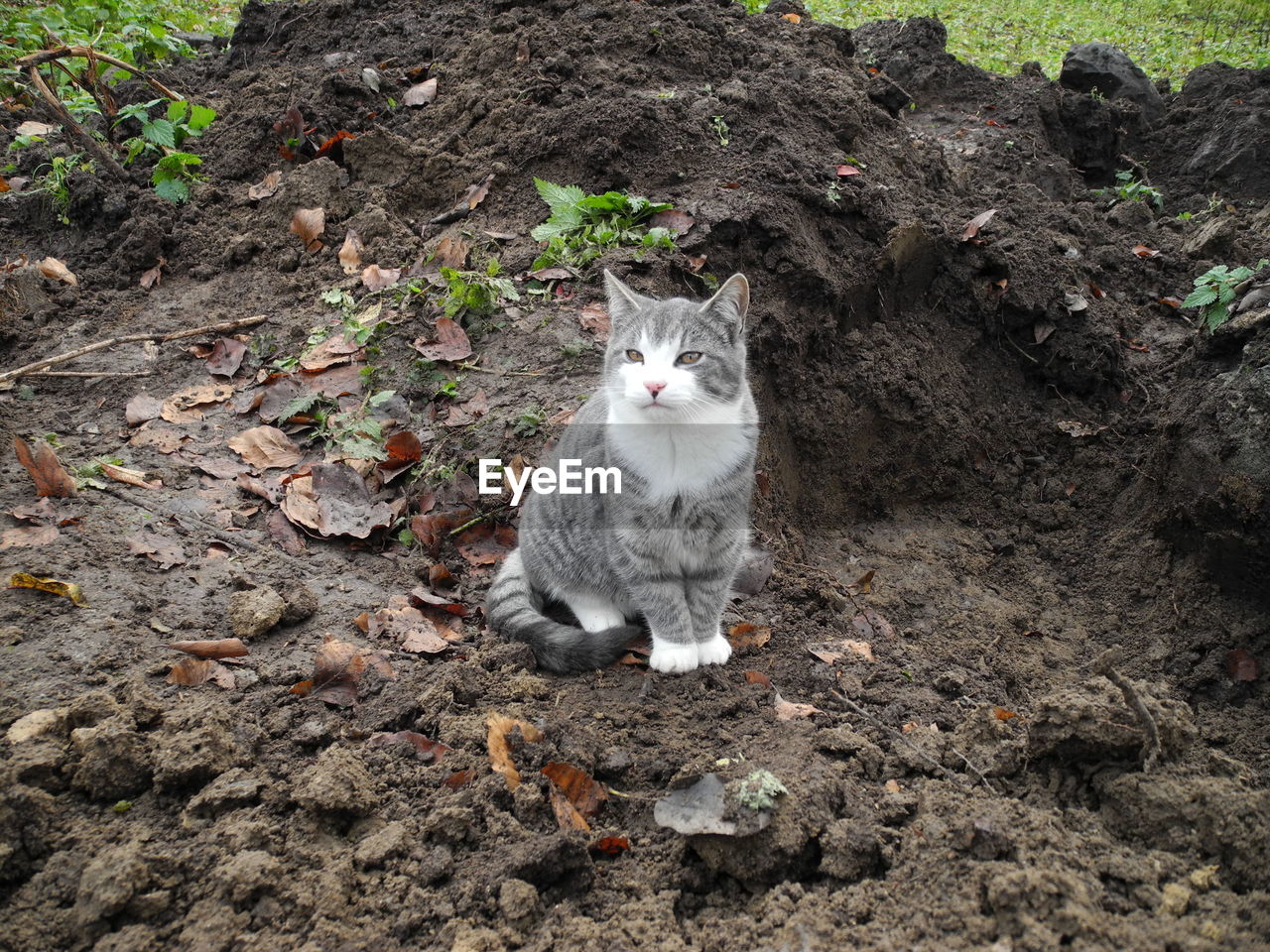 PORTRAIT OF CAT SITTING ON DIRT