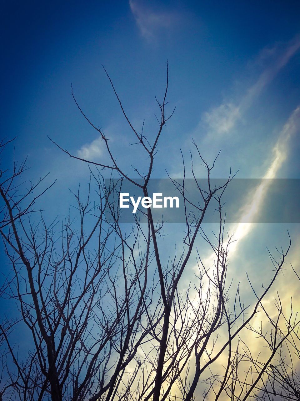 LOW ANGLE VIEW OF BARE TREES AGAINST SKY