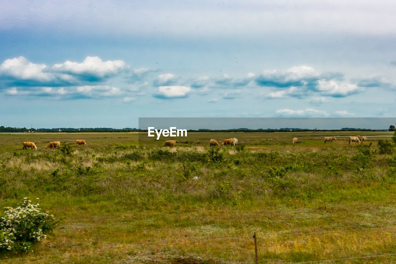 SHEEP GRAZING ON FIELD