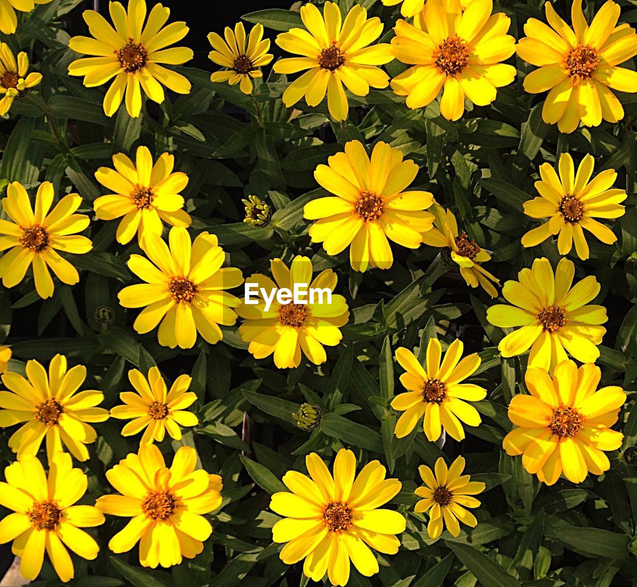 FULL FRAME SHOT OF YELLOW FLOWERS