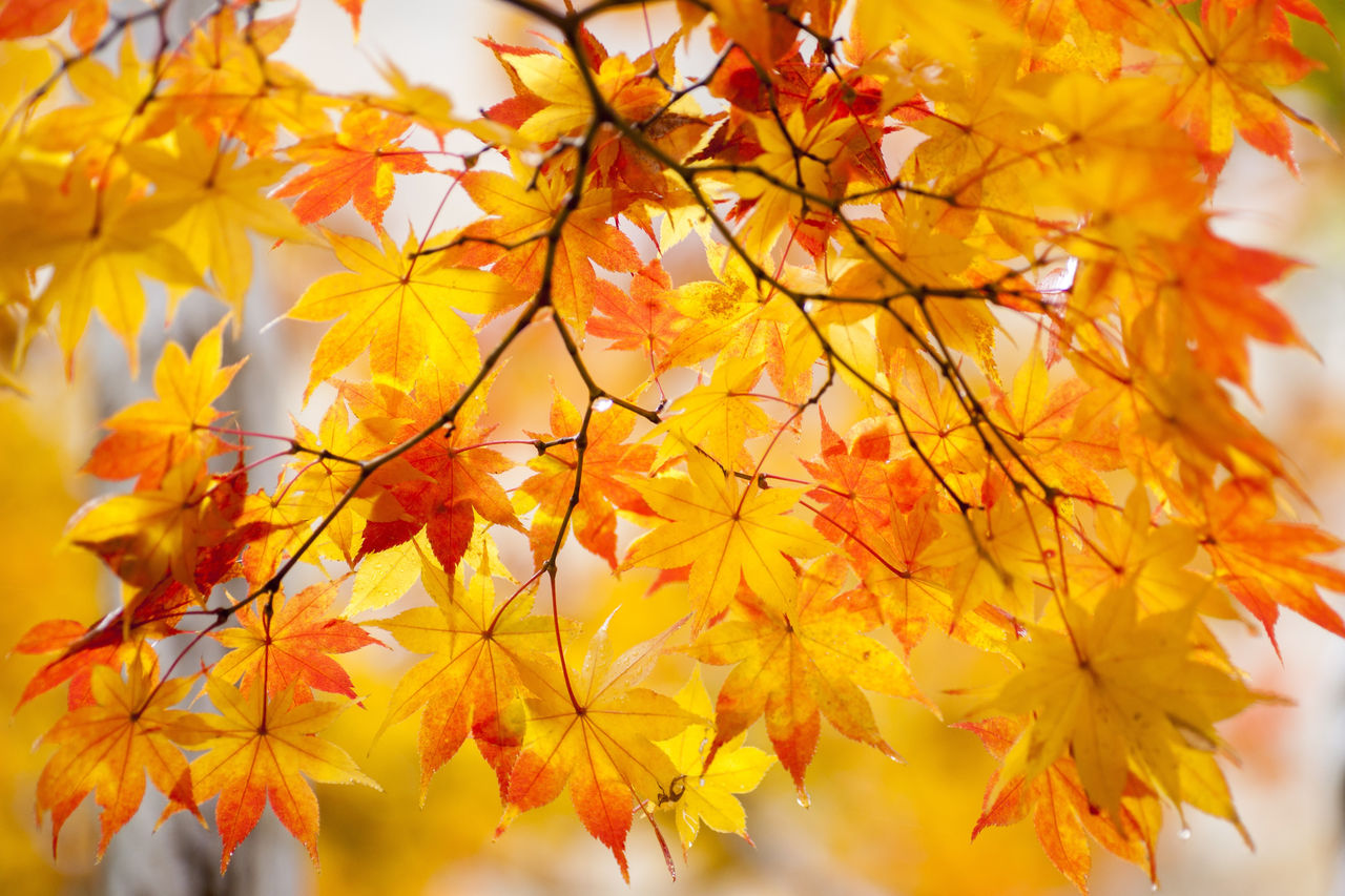 CLOSE-UP OF YELLOW MAPLE LEAVES ON BRANCH