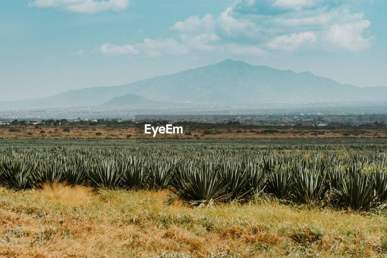 Scenic view of sisal plantation against mountains and sky