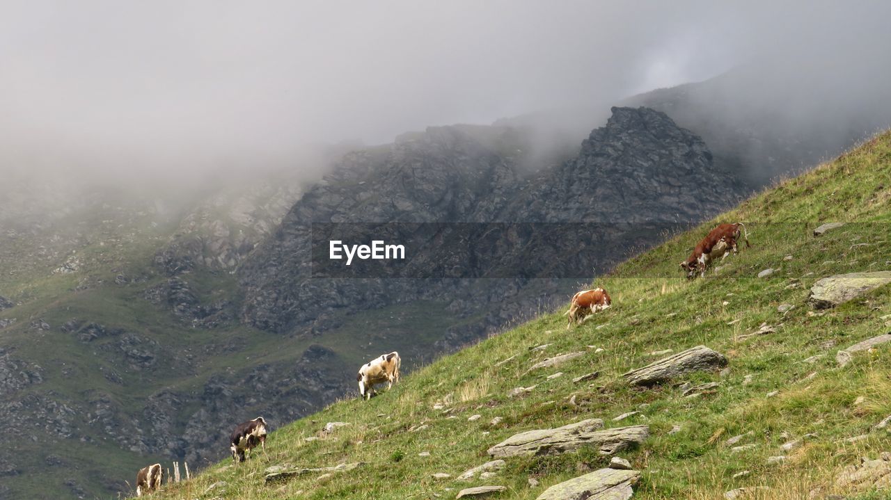 VIEW OF SHEEP GRAZING ON LAND