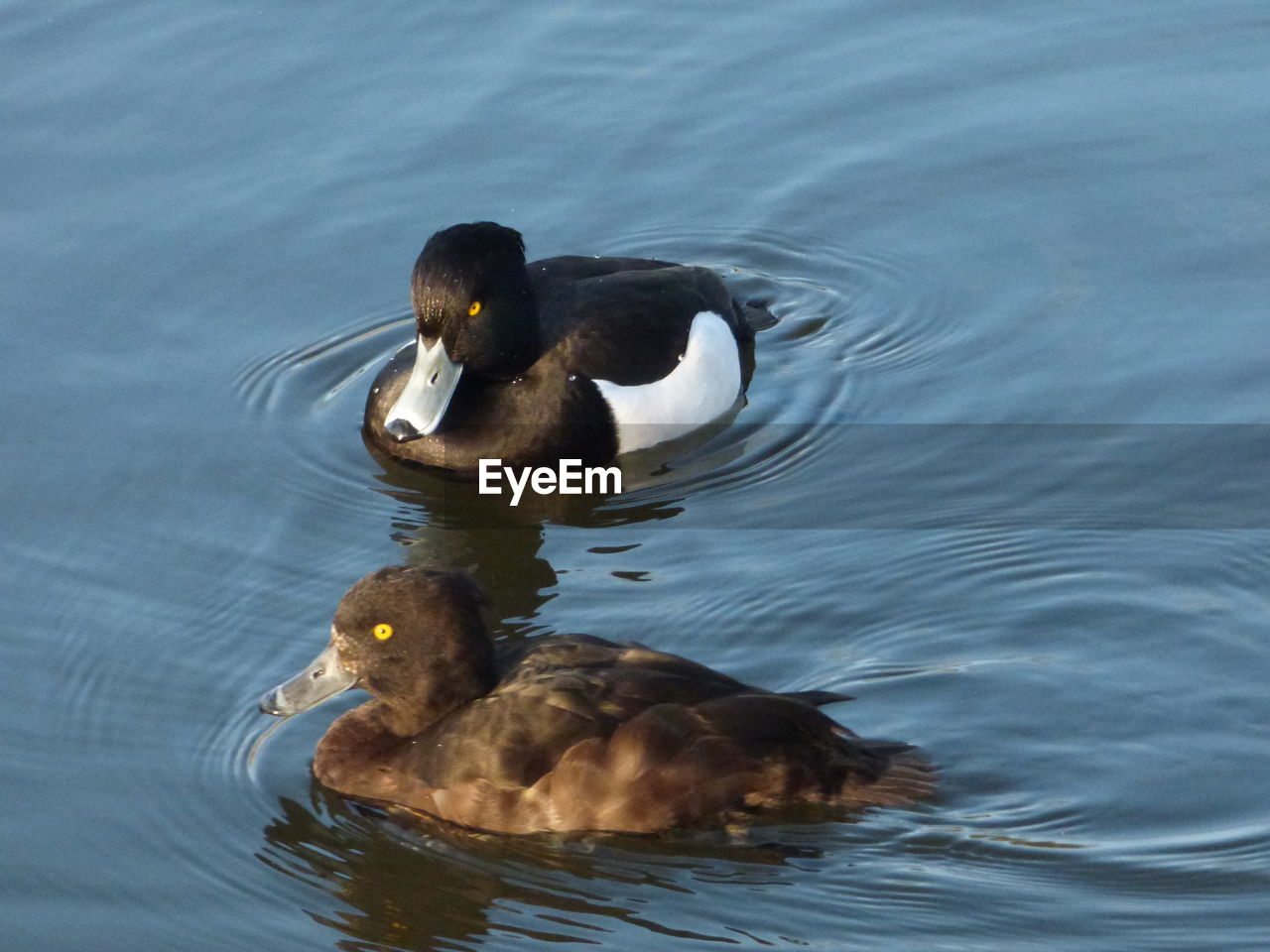 CLOSE-UP OF MALLARD DUCK SWIMMING IN LAKE