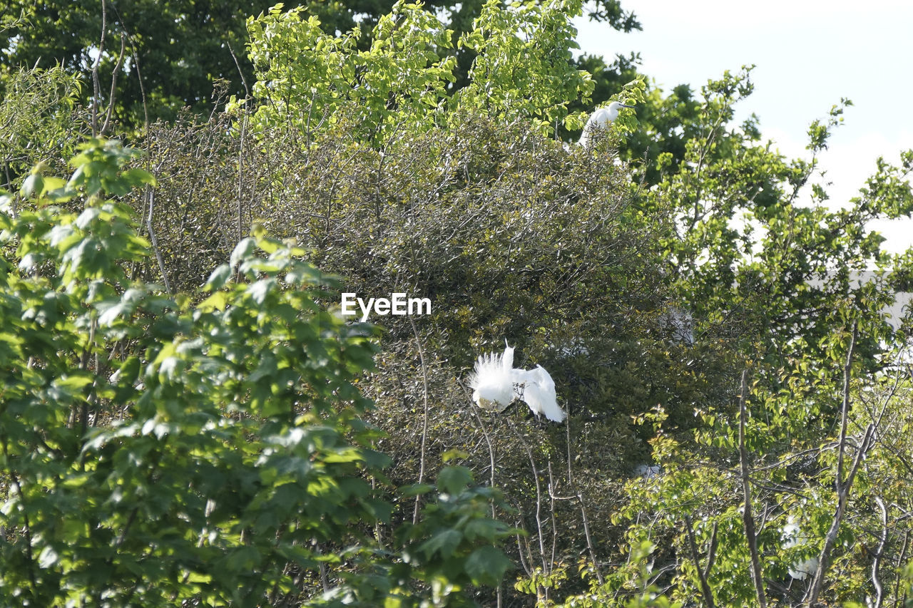WHITE BIRD FLYING OVER TREES