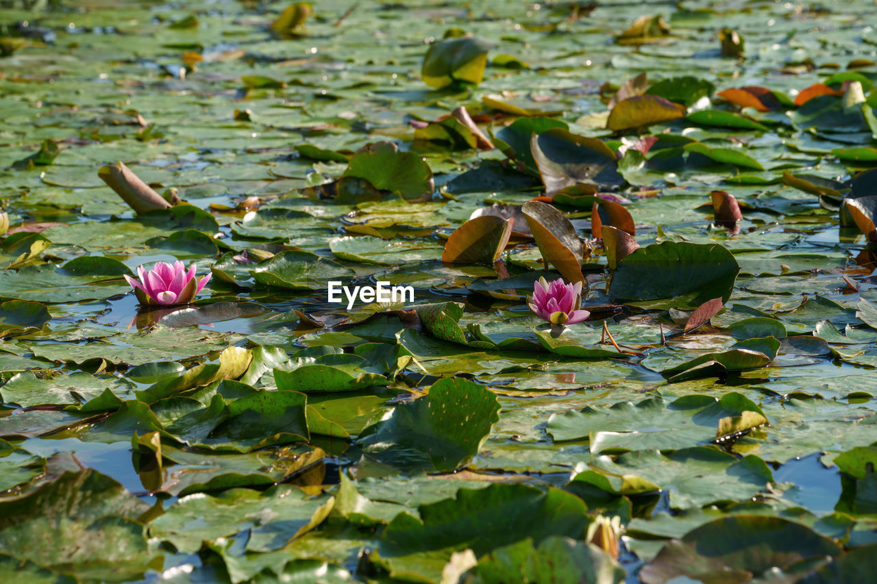leaf, plant part, water, flower, water lily, nature, plant, lake, flowering plant, beauty in nature, floating, lily, floating on water, no people, lotus water lily, day, green, growth, pink, freshness, outdoors, aquatic plant, garden, autumn, fragility, tree, leaves, close-up, petal, animal wildlife, high angle view, animal, animal themes, wildlife