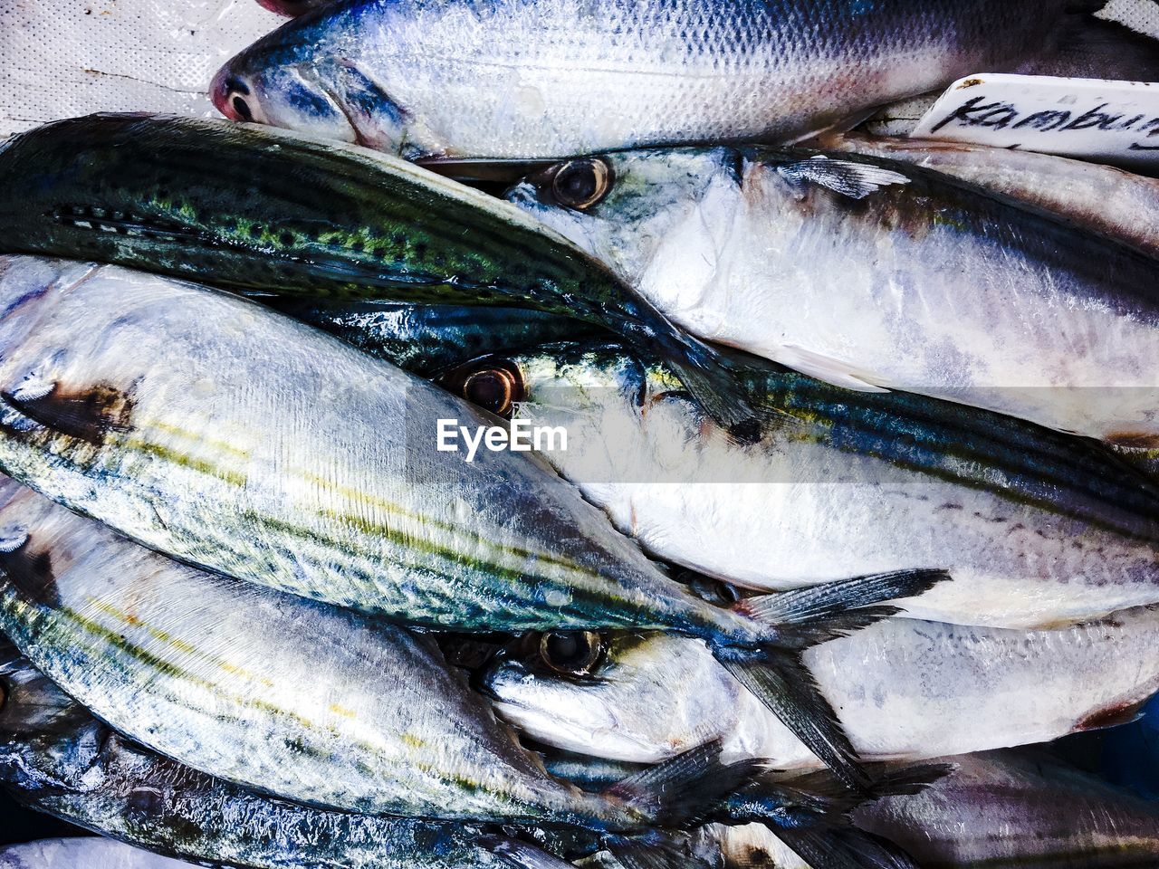 CLOSE-UP OF FISH IN PLATE