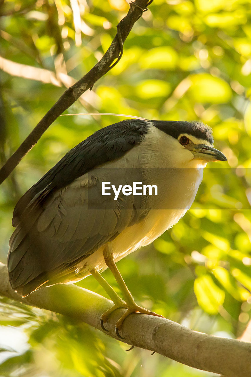 LOW ANGLE VIEW OF BIRD PERCHING ON TREE