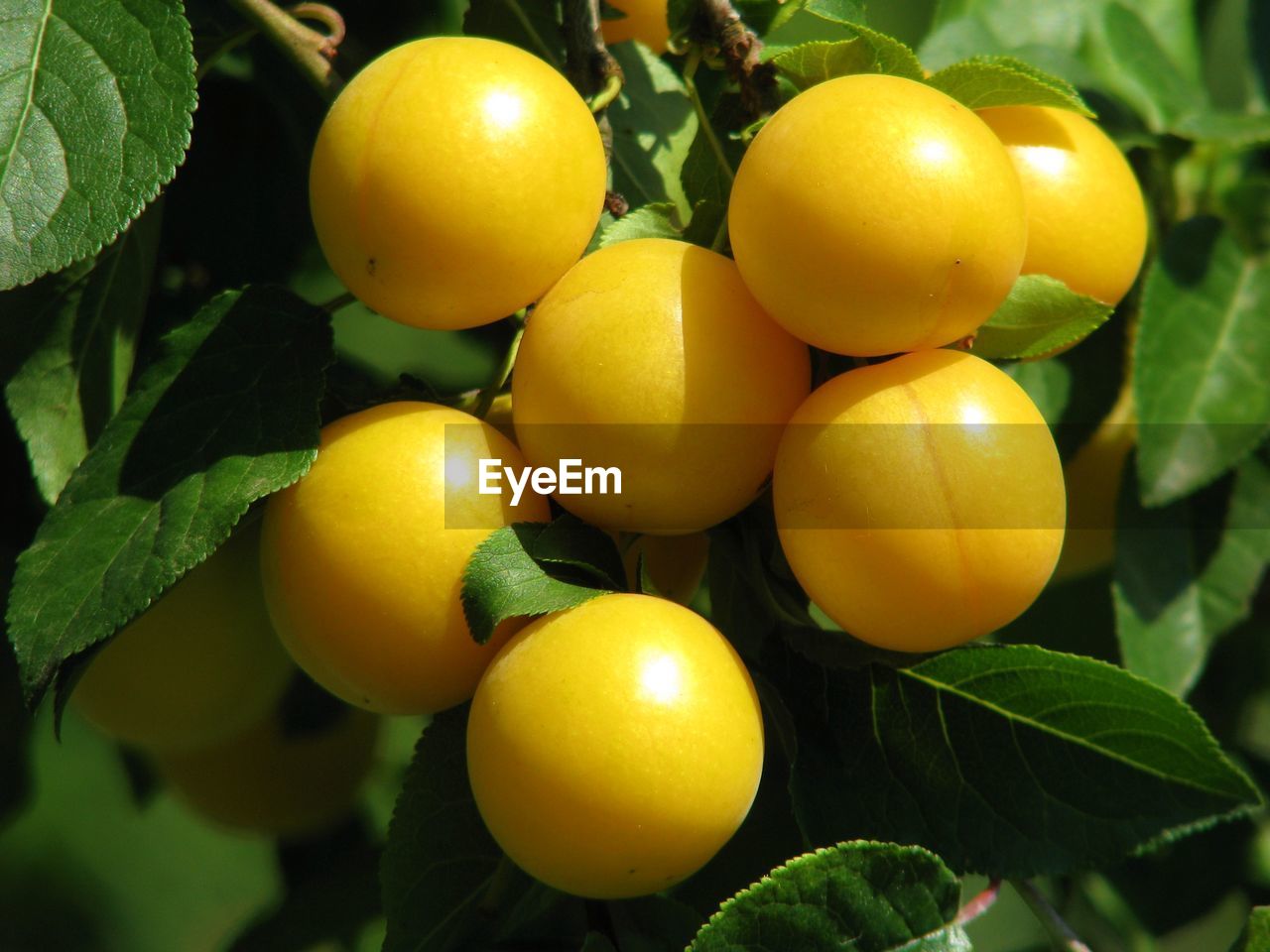 Close-up of oranges hanging on tree