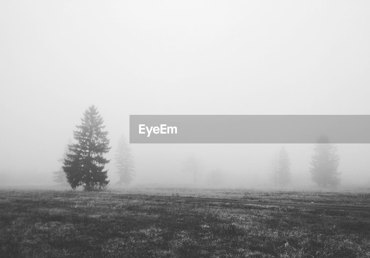 TREES ON GRASSY FIELD IN FOGGY WEATHER