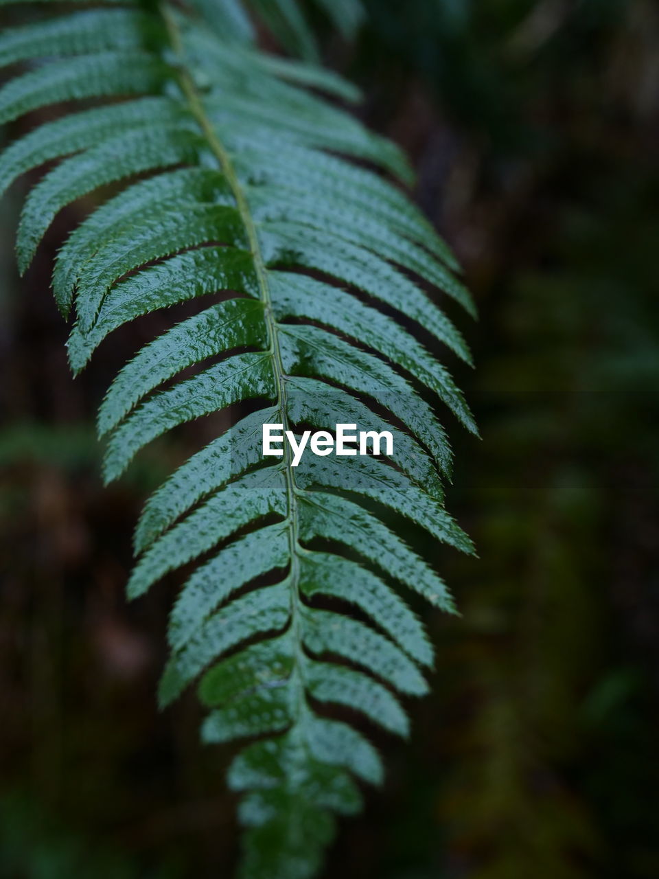 Close-up of fern leaves