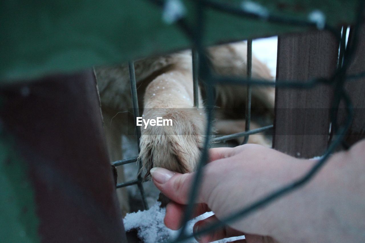 Close-up of hand holding paw of a caged animal